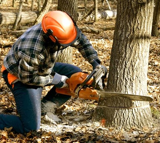 Tree Removal in Louisiana, MO